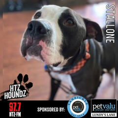 Stallone - HTZ HOUNDZ: Adoptable Dog of the Week - HTZ Hounds