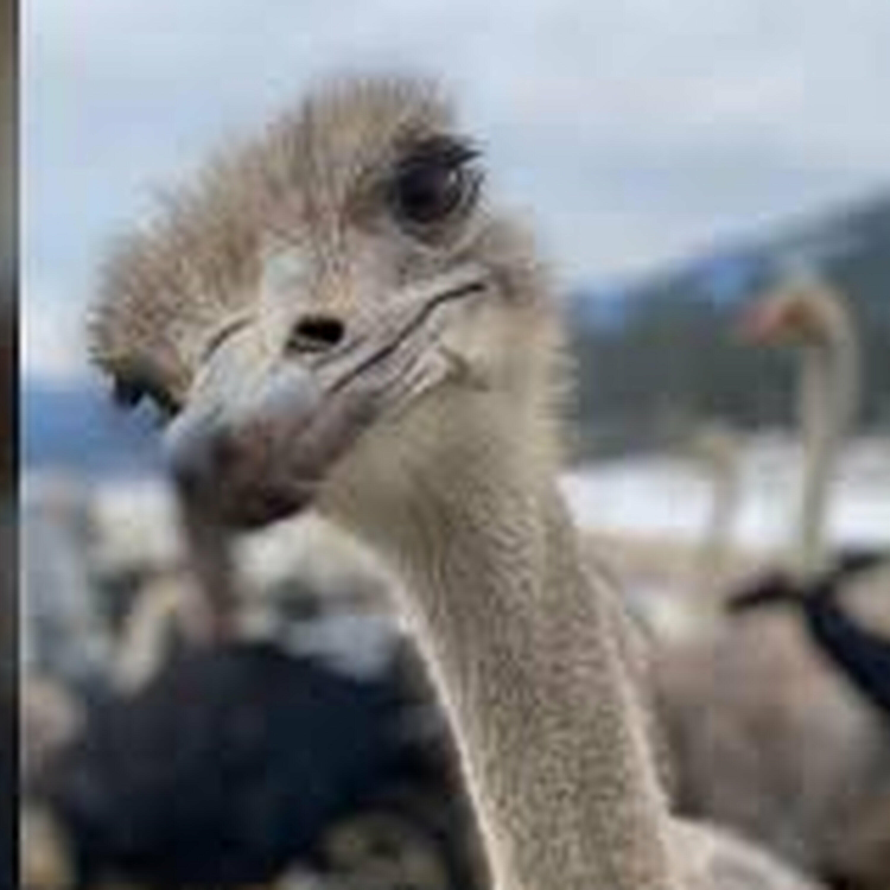 VKS: B.C. ostrich farm in federal court fighting to save flock