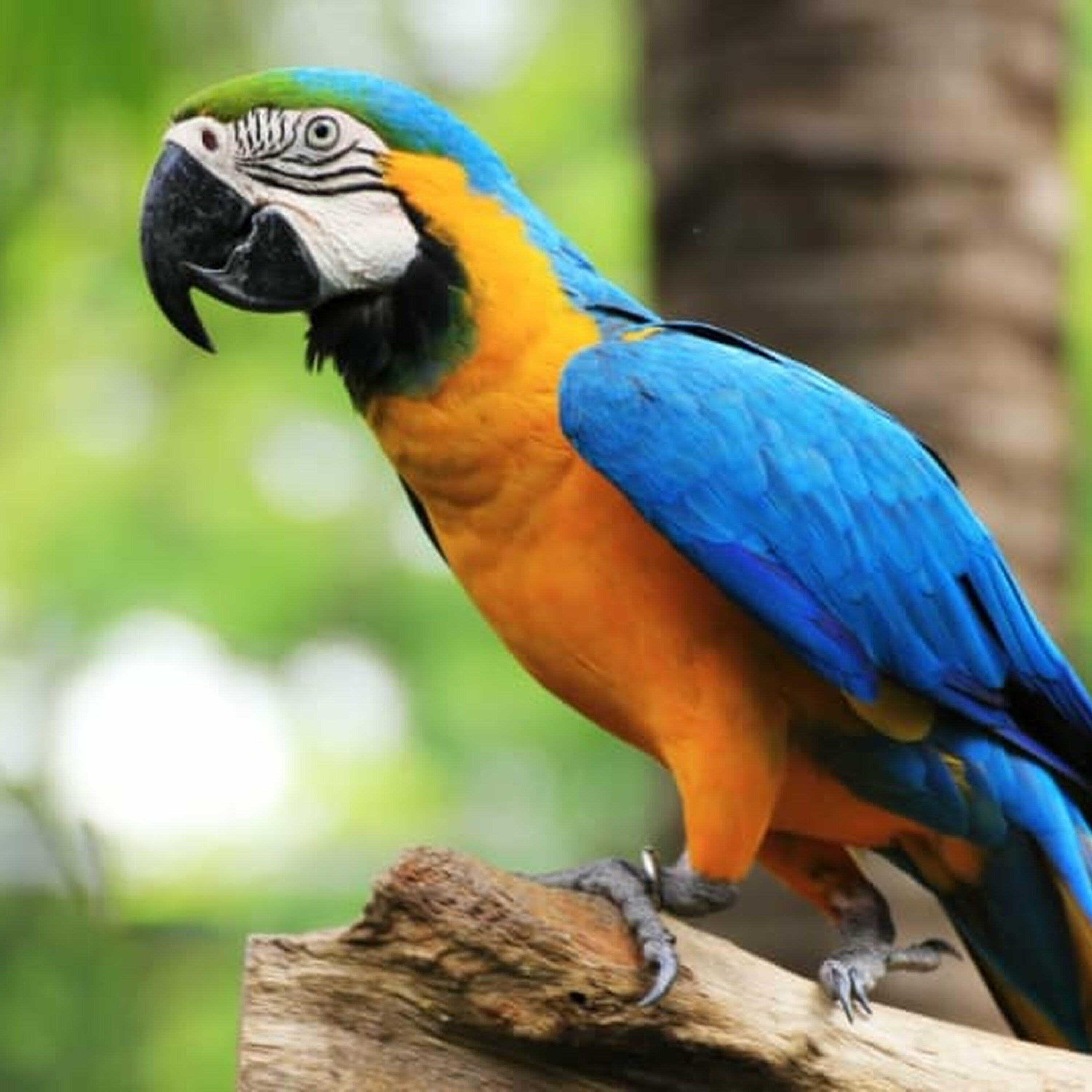 The Morning Rush - Parrot who is "Rated R" is receiving an overwhelming amount of adoption applications