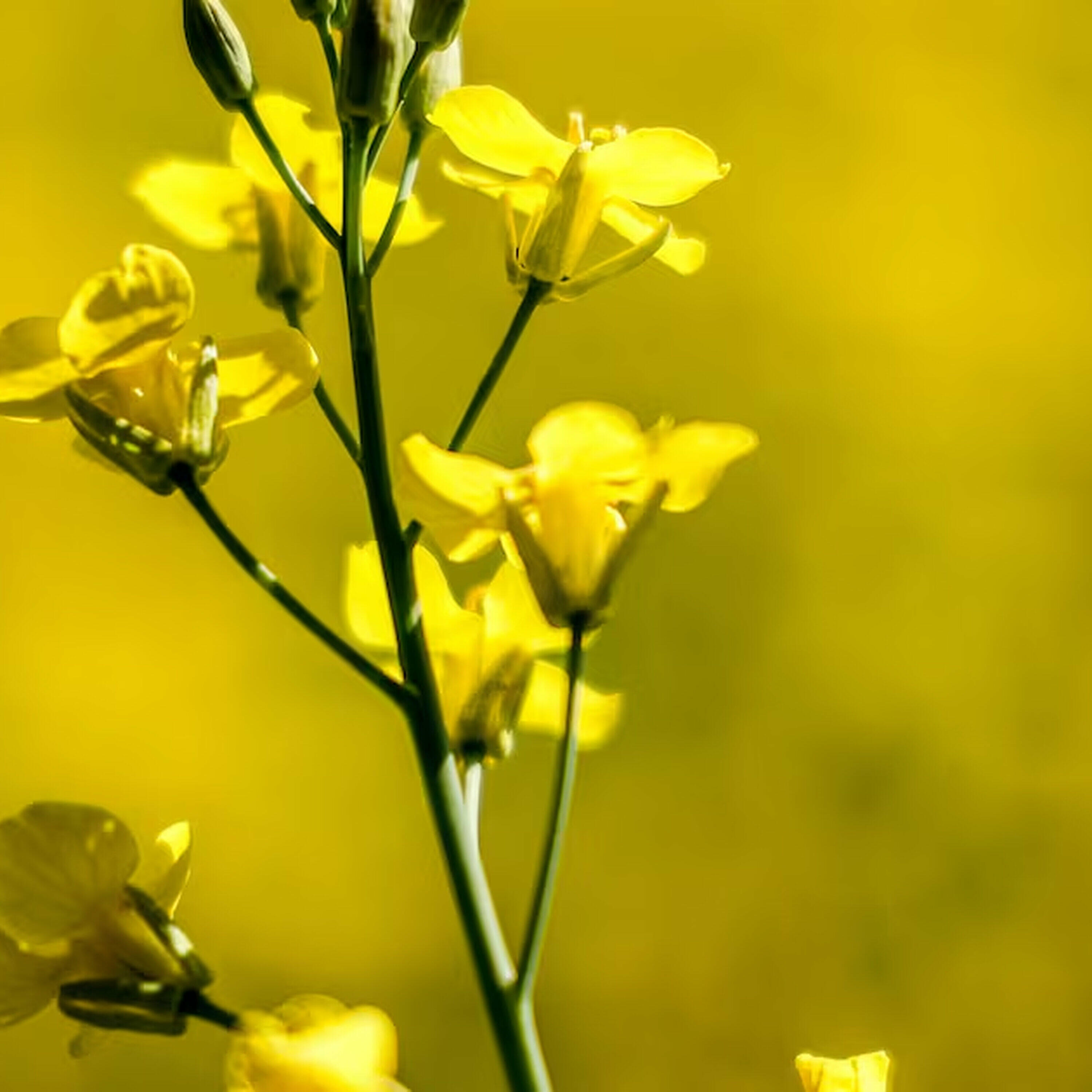 VKS: China hits Canadian canola farmers with 75% tariff