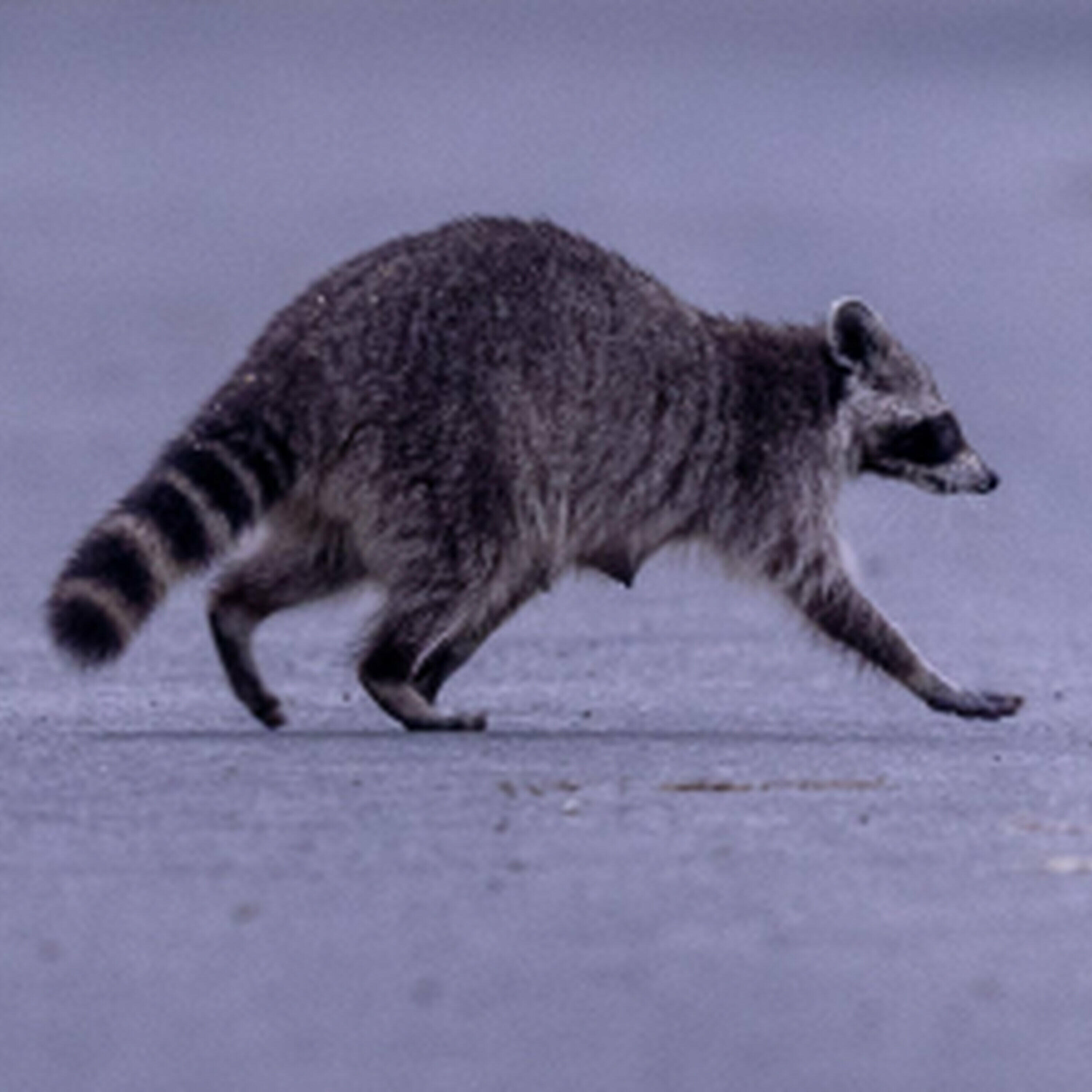 The Morning Rush - Racoons break into a home and have a pool party