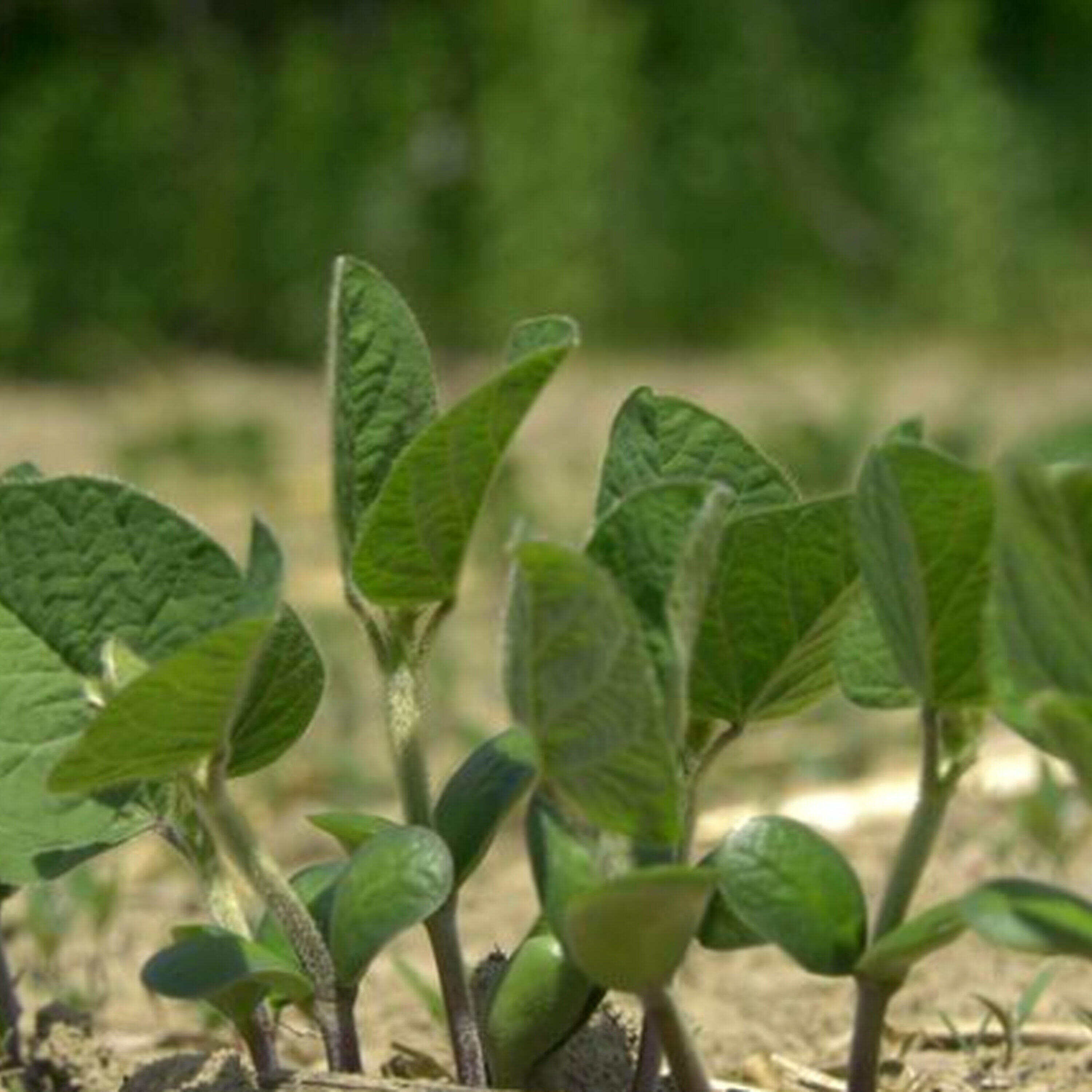 The Morning Rush - Ontario farmers are hoping for rain amidst dry spell