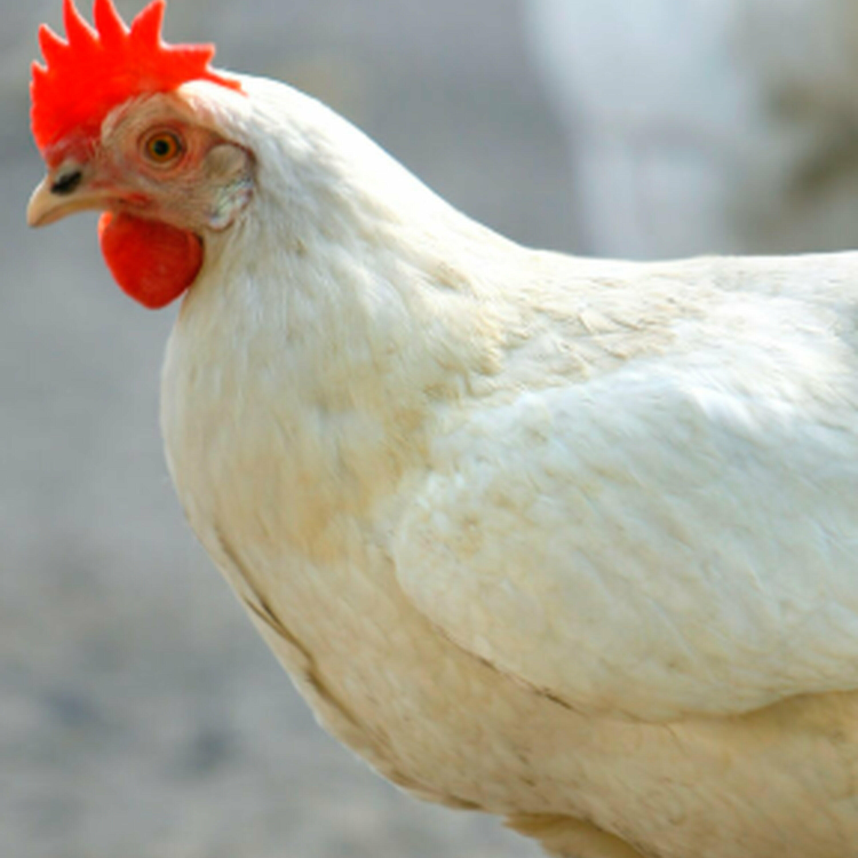 The Morning Rush - 14 year old Texas chicken named world's oldest chicken