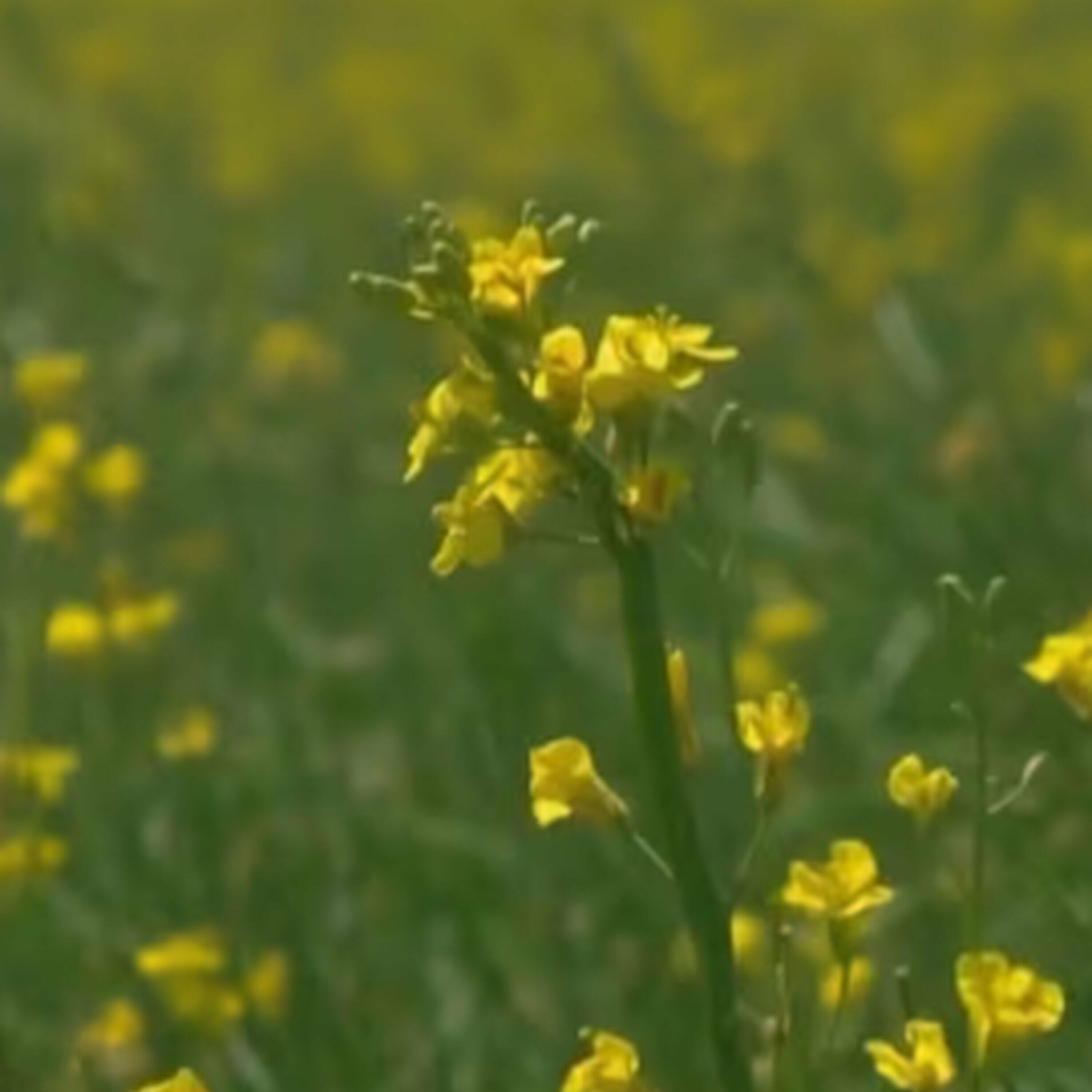 The Morning Rush - China places tariff on Canadian canola which adds 'additional pressure'