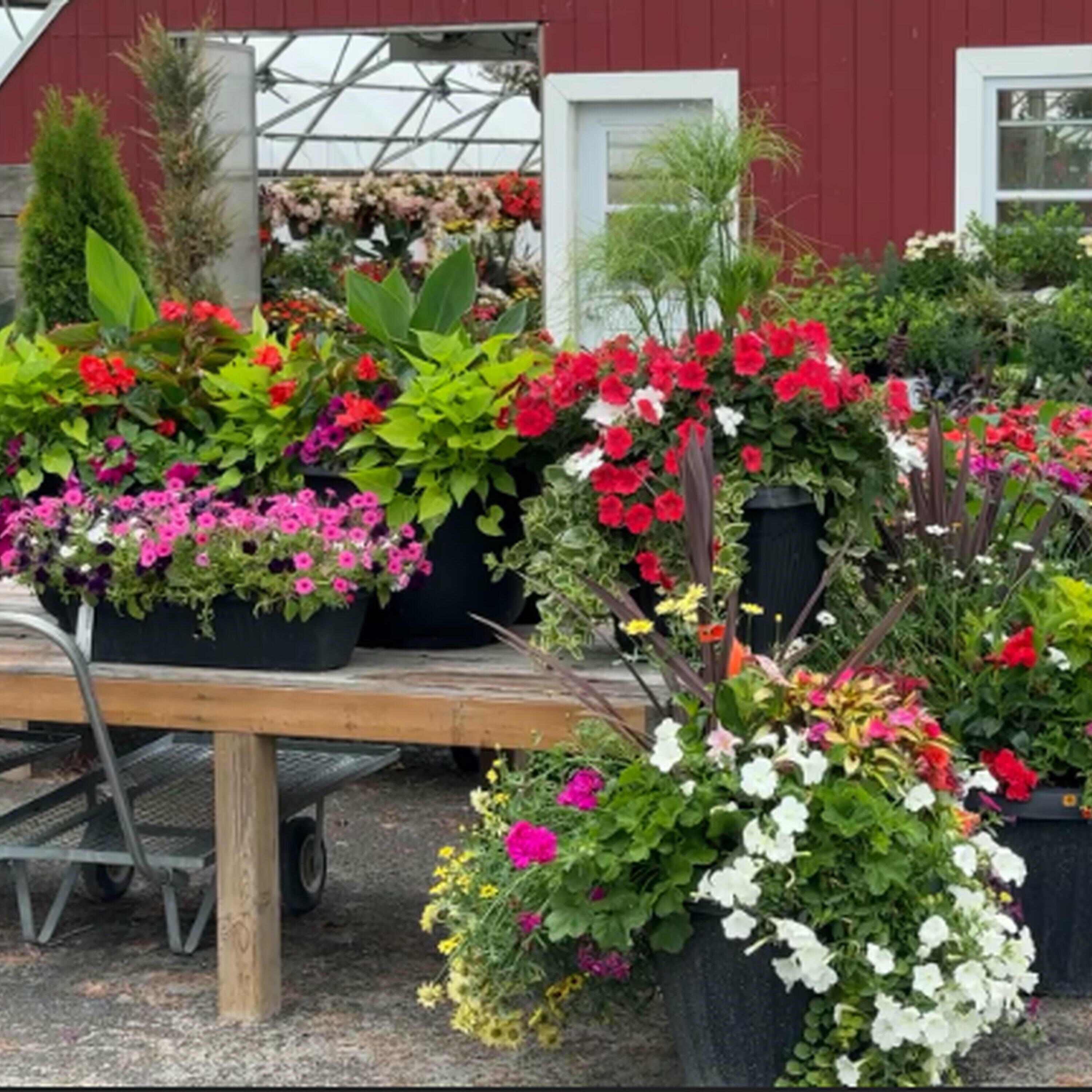 The Morning Rush - Family run greenhouse in Almonte blooming with business from local restaurants