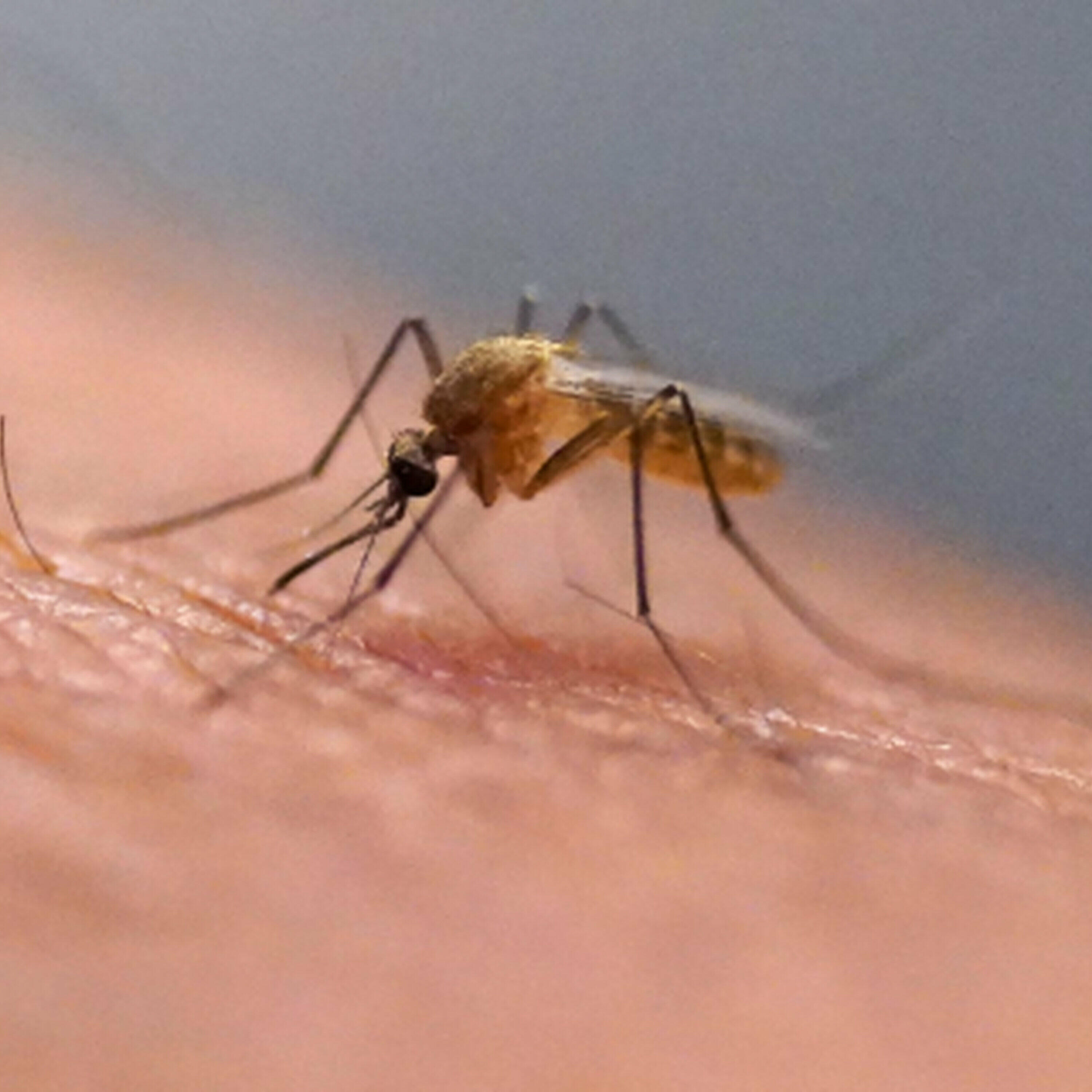 The Morning Rush - Mosquitoes test positive for West Nile in Ottawa