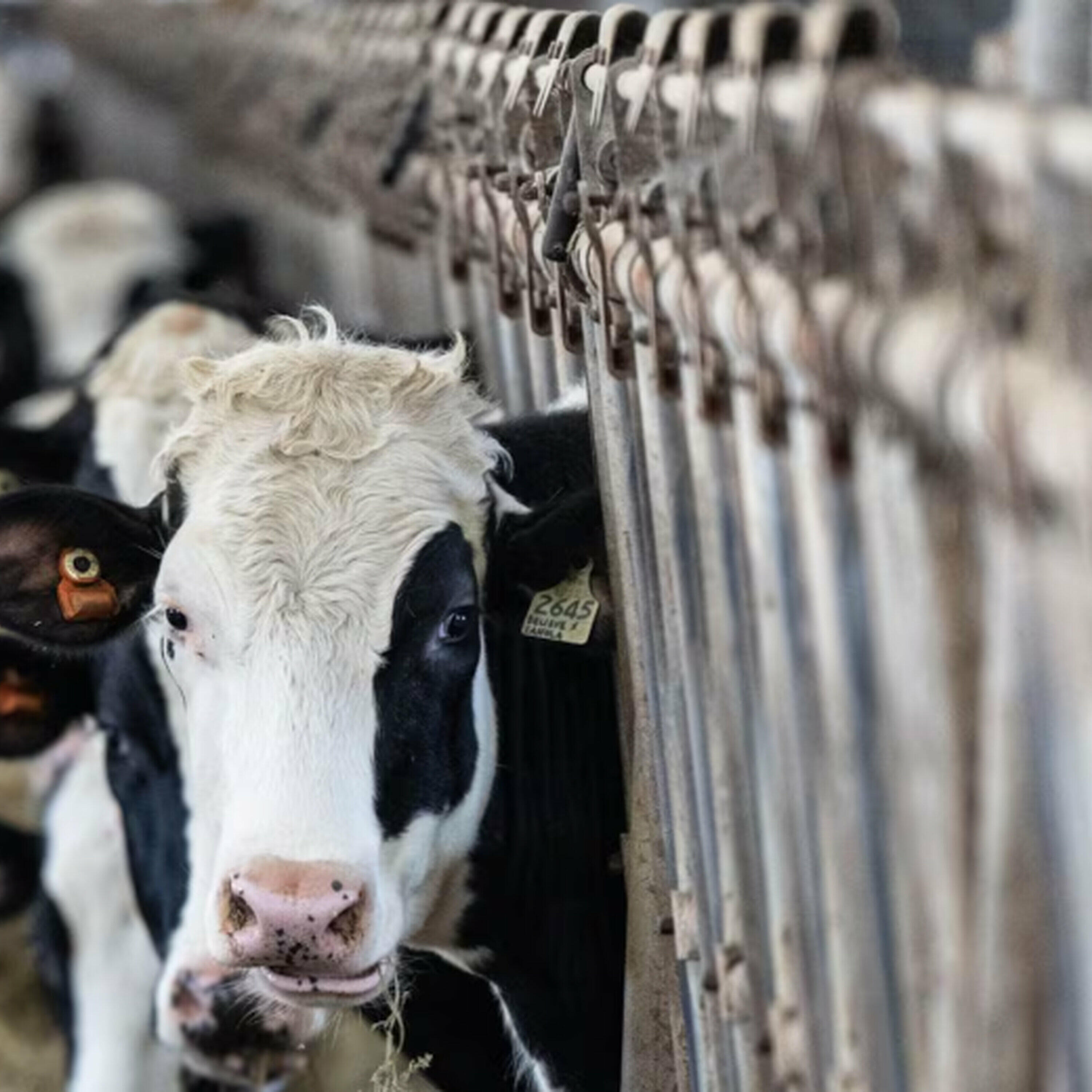 The Morning Rush - New supply management law is causing problems for trade negotiations