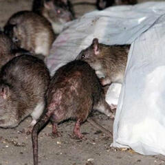 Rat sightings are surging in Canadian cities  - Live and Local on AM800