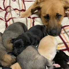 Monthly Pet Segment - Live and Local on AM800