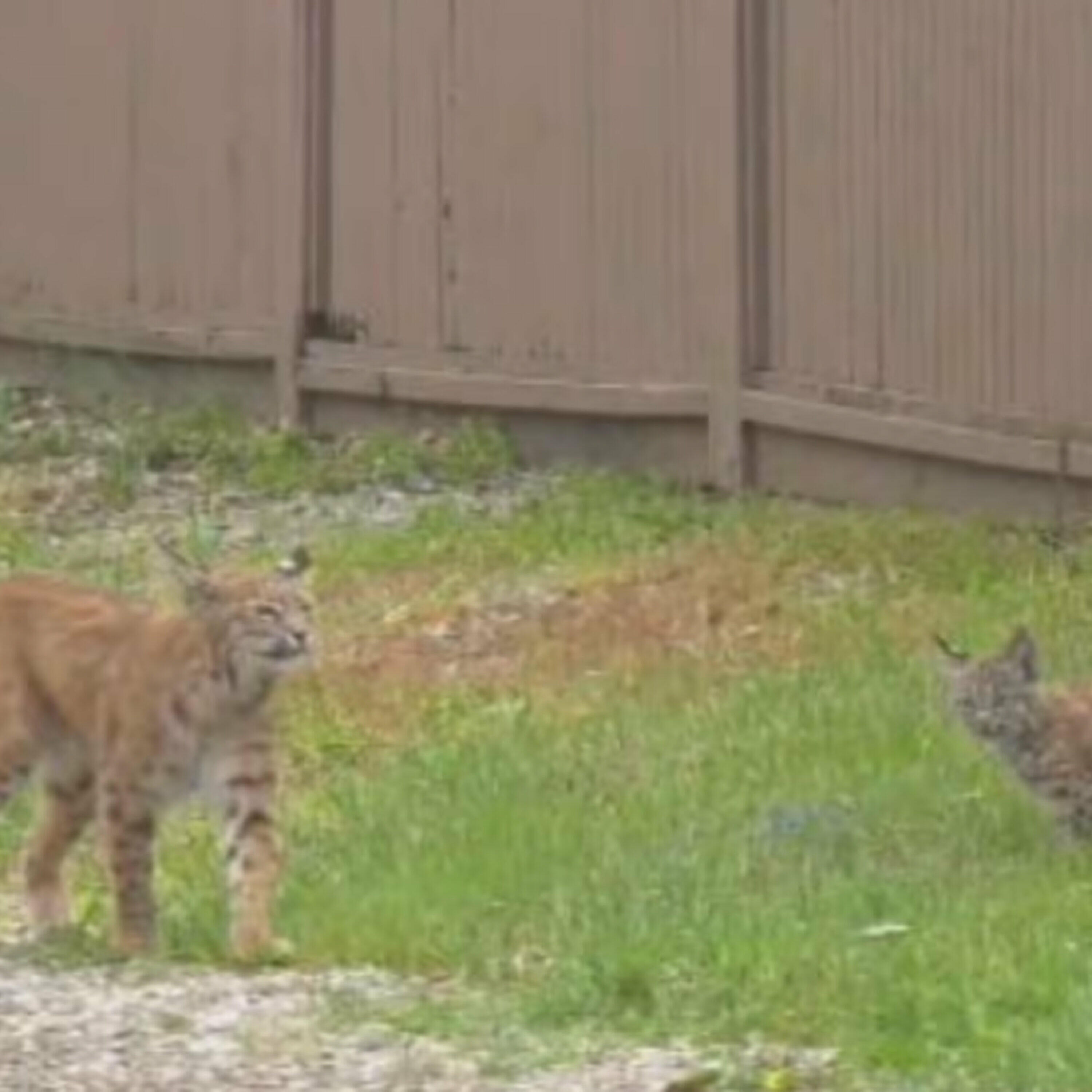 Announcements: Stolen Guns & Bobcat Attacks!