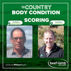  The Country with Beef + Lamb New Zealand Episode 2: Body Condition Scoring  - The Country