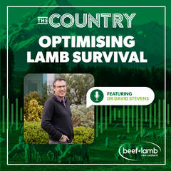 The Country: Optimising Lamb Survival Ep.1 with Dr David Stevens - The Country
