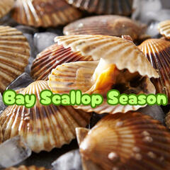 Pasco Scallop Season - Nancy Sheridan - Beyond the News WFLA Interviews