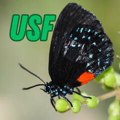 USF Sarasota Manatee Building - Chancellor Karen Holbrook - Beyond the News WFLA Interviews