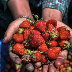 A New Doc Recommendation, Strawberries For Brain Health & Much More! - On with Mario Daily Podcast