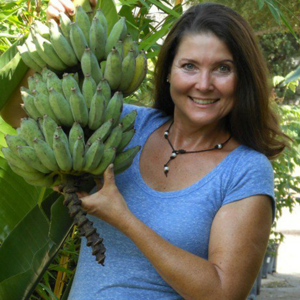 Jenes Tropicals