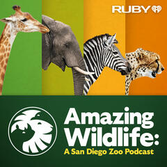 Gorillas: Recovering from COVID-19 - Amazing Wildlife: A San Diego Zoo Podcast
