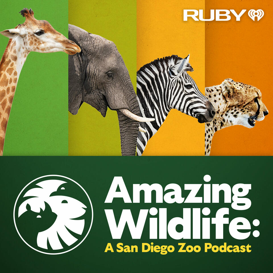 Wild Animals Podcast