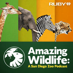 Behind the Transformation: From Caterpillar to Butterfly - Amazing Wildlife: A San Diego Zoo Podcast