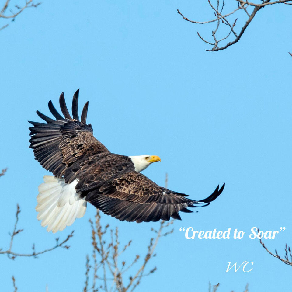 Created to Soar