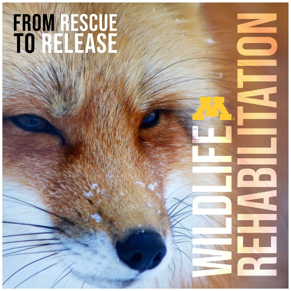 Wildlife Rehabilitation: From Rescue to Release