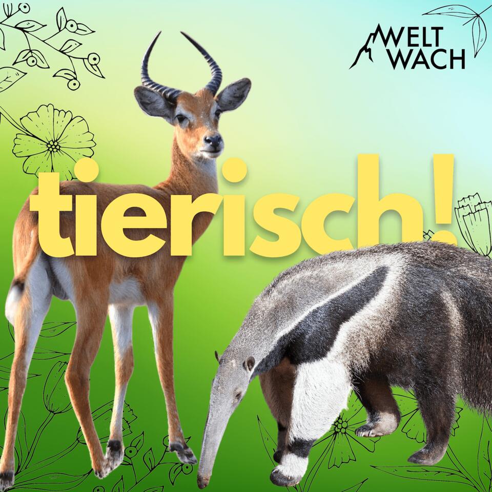 tierisch! – Zwei Forscherinnen und die wilde Welt der Tiere.