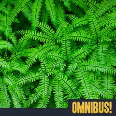 Fern Fever (Entry 462.JB0816) - Omnibus