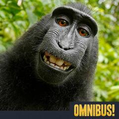 The Monkey Selfie (Entry 803.MT2220) - Omnibus