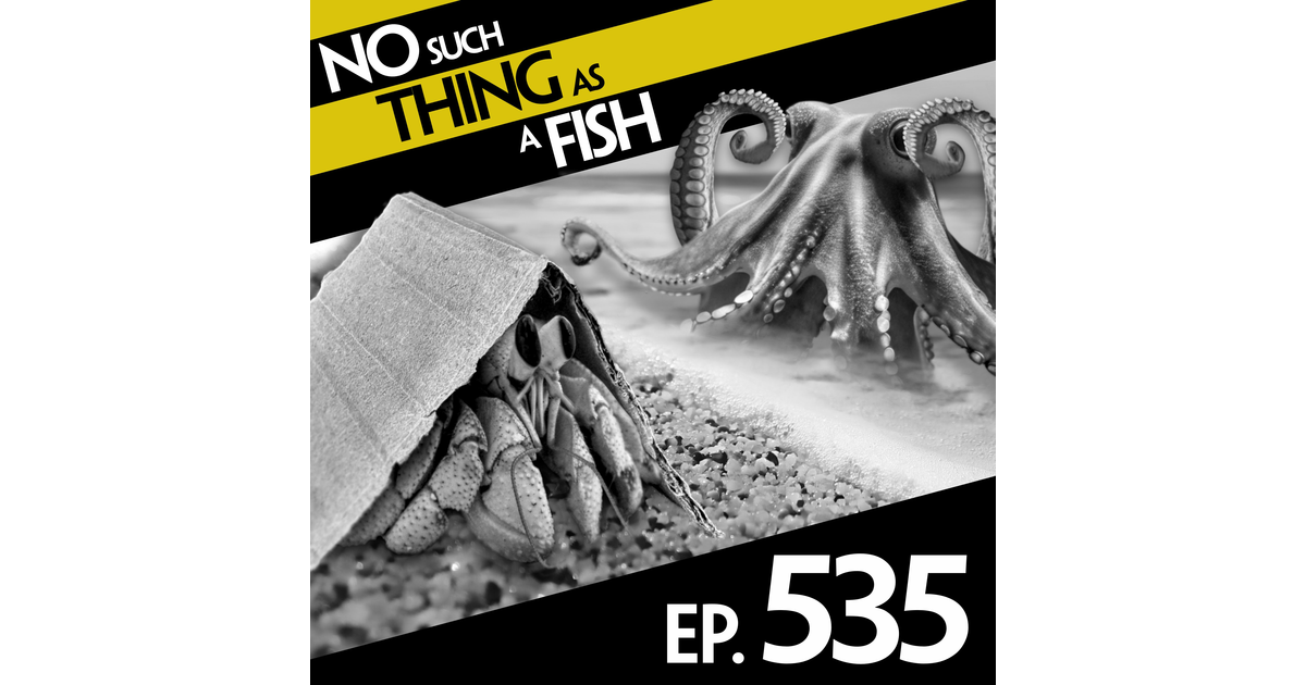 535: No Such Thing As An Inside-Out Dolphin - No Such Thing As A Fish ...