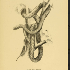 #OZWATCH:  30 FOOT ANACONDA  .JEREMY ZAKIS, NEW SOUTH WALES. #FRIENDSOFHISTORYDEBATINGSOCIETY - The John Batchelor Show