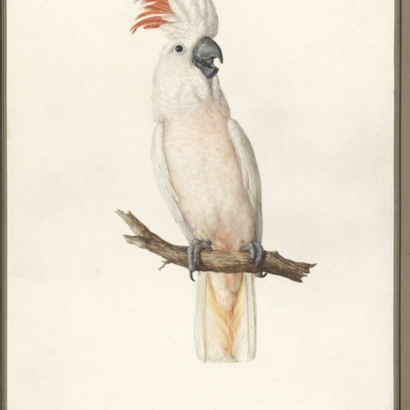 S8 Ep222: DALLAS MEETS A SLEEPY LIZARD; DESTRUCTIVE COCKATOOS RETURN Collea