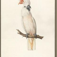 S8 Ep222: DALLAS MEETS A SLEEPY LIZARD; DESTRUCTIVE COCKATOOS RETURN Colleague Jeremy Zakis. Zakis describes a surprisingly friendly encounter between his dog, Dallas, and a "sleepy lizard," a reptile known to bite hard when threatened. Meanwhile, flocks of cockato - The John Batchelor Show