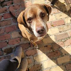 AFTER THE SHOW PODCAST: Pets eat the darndest things.   - Murphy, Sam & Jodi