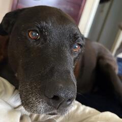 AFTER THE SHOW PODCAST: Sam's dog, Gus, is having seizures. - Murphy, Sam & Jodi