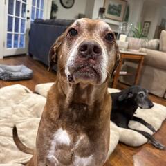 AFTER THE SHOW PODCAST: Old Dogs. - Murphy, Sam & Jodi