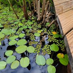 After The Show PODCAST: Pond Problems 2.0. - Murphy, Sam & Jodi