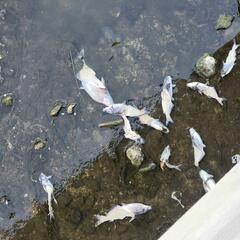 AFTER THE SHOW PODCAST: Fish Find. - Murphy, Sam & Jodi