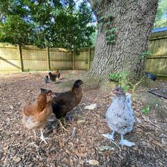 AFTER THE SHOW PODCAST: Chickens! - Murphy, Sam & Jodi