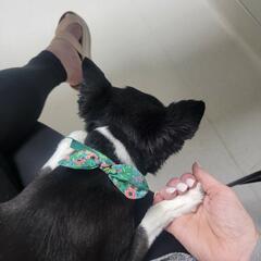 After The Show PODCAST: Summer Pet Problem. - Murphy, Sam & Jodi
