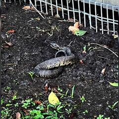 FLASHBACK: After The Show PODCAST: The snake that bit Champ. - Murphy, Sam & Jodi