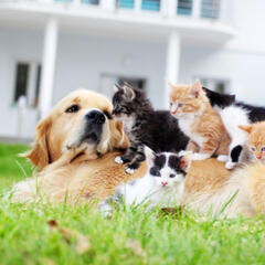 Pets Corner
