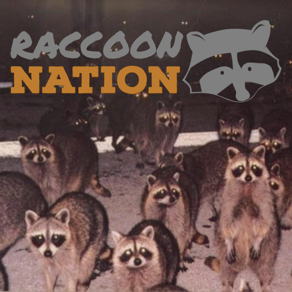 Raccoon Nation