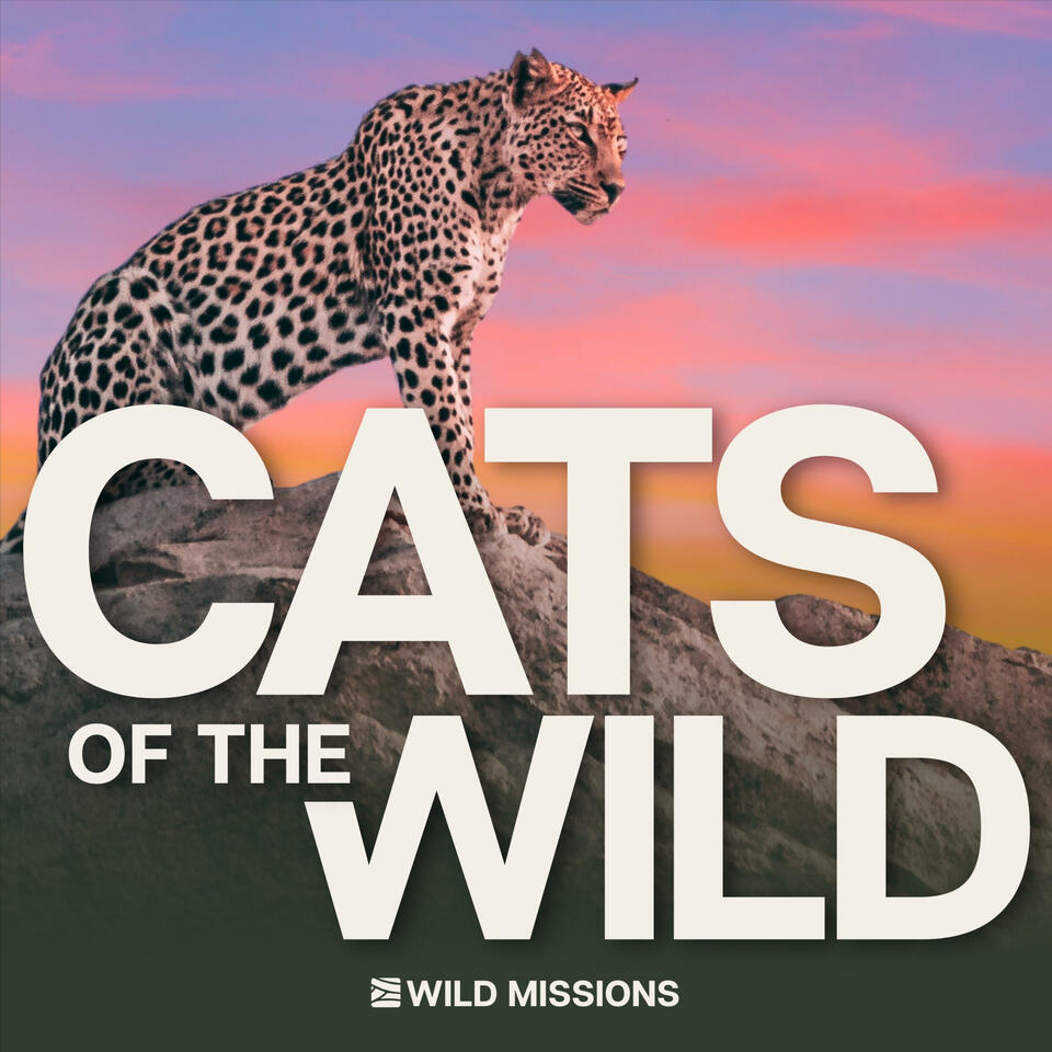 Cats of the Wild