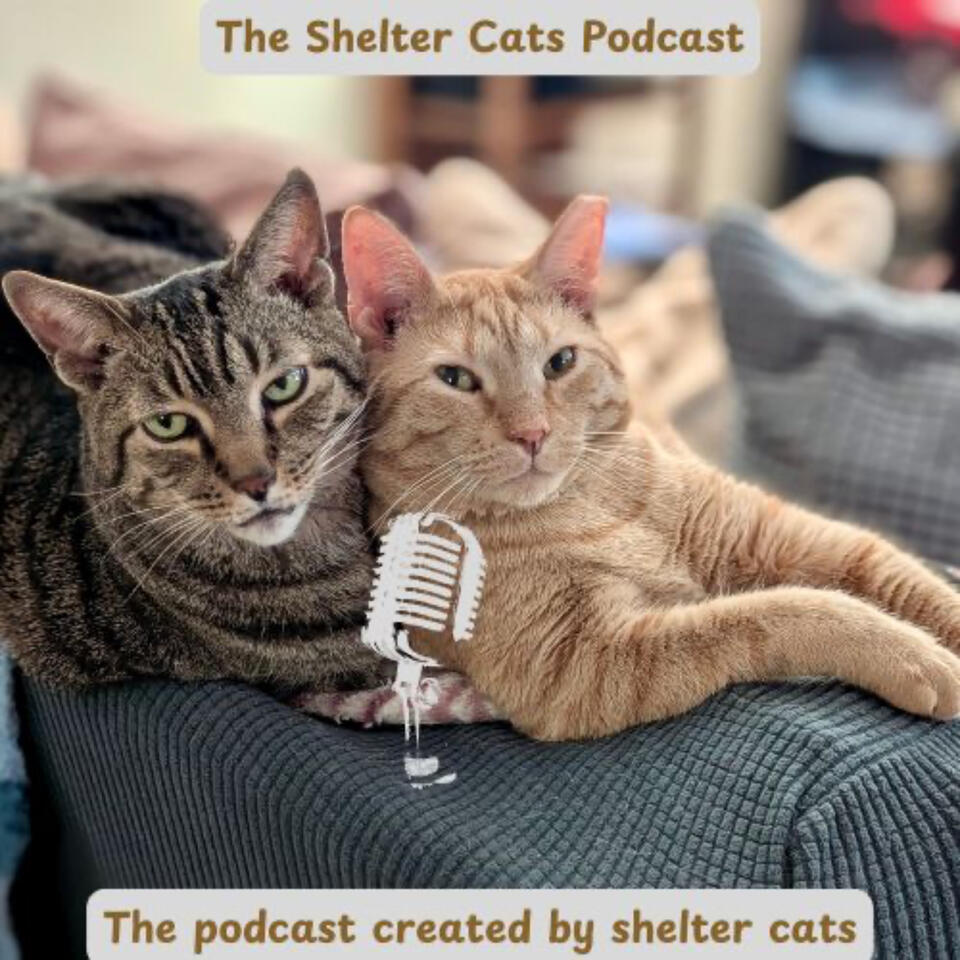 The Shelter Cats Podcast