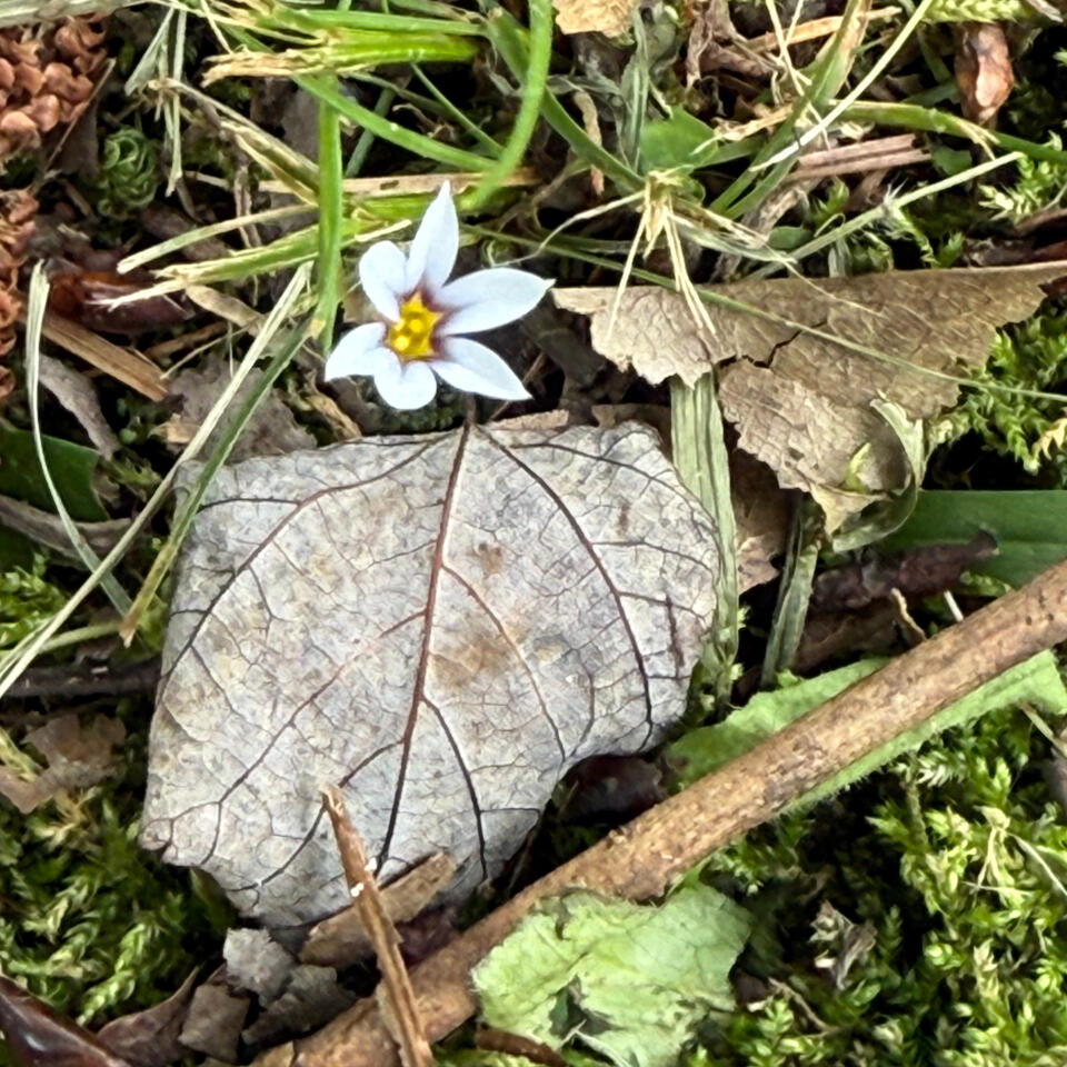 Growing in Roots of Faith