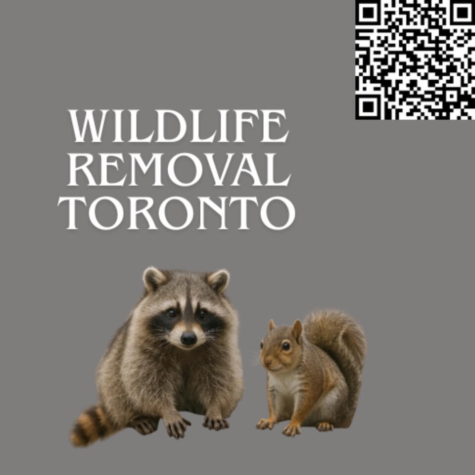 Expert Wildlife Removal Toronto