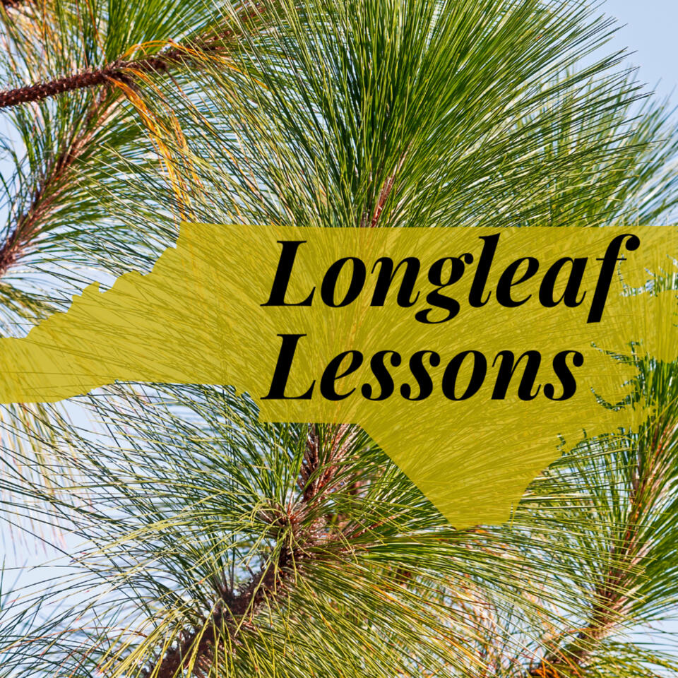 Longleaf Lessons: Rooted in NC's Educational Growth