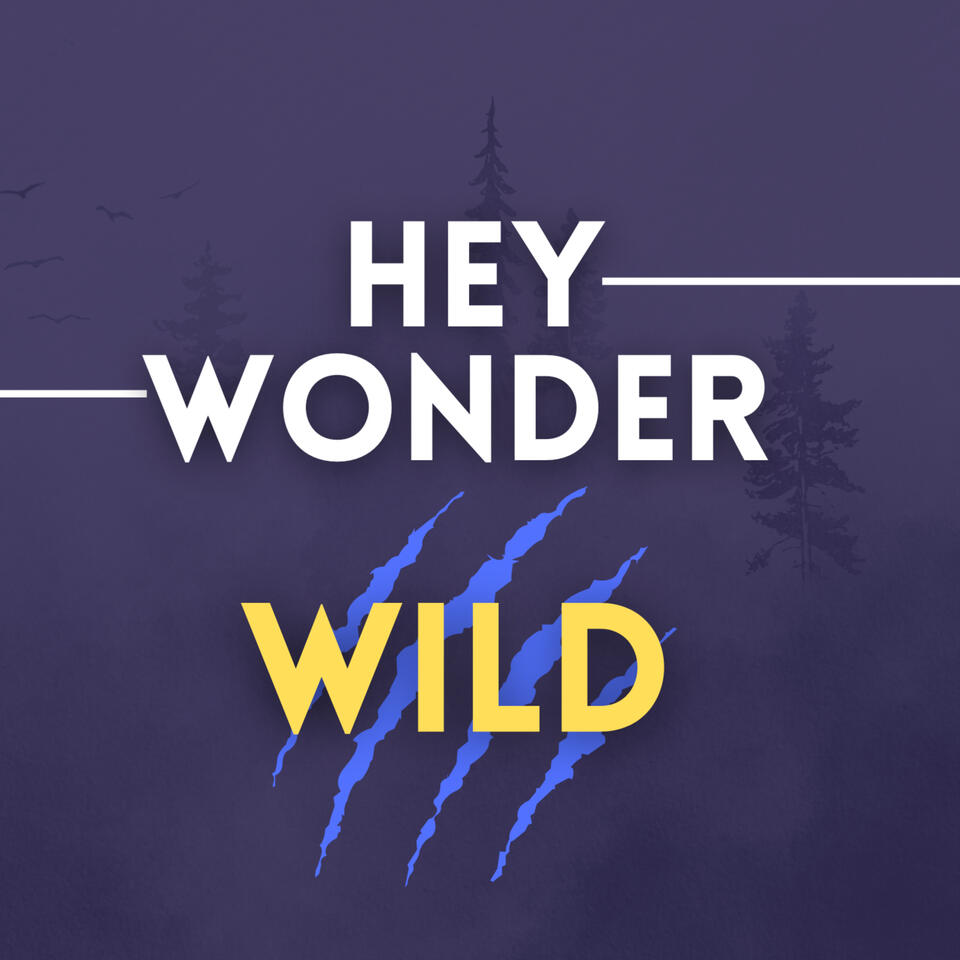 HeyWonder: Wild
