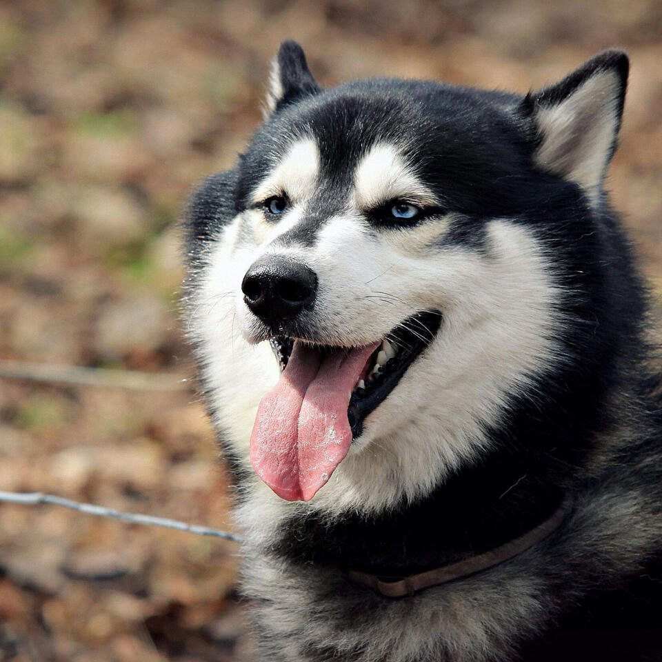 Husky Talk- SNS