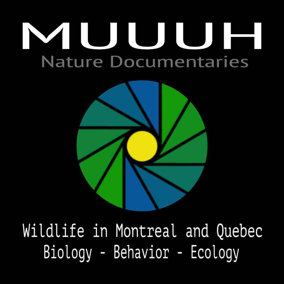 Muuuh Nature Documentaries